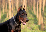 USA imported behavioral correction dog collar for professional training