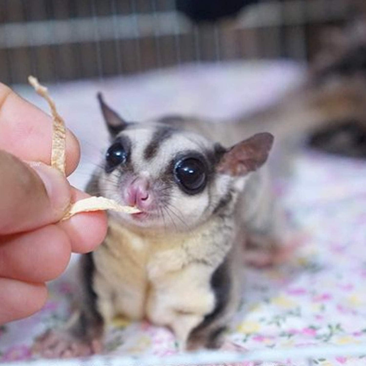 Exotic Nutrition calcium fortified small animal treats premium packaging angle.