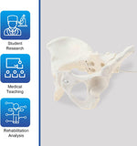 LYOU life size pelvis model side angle structure