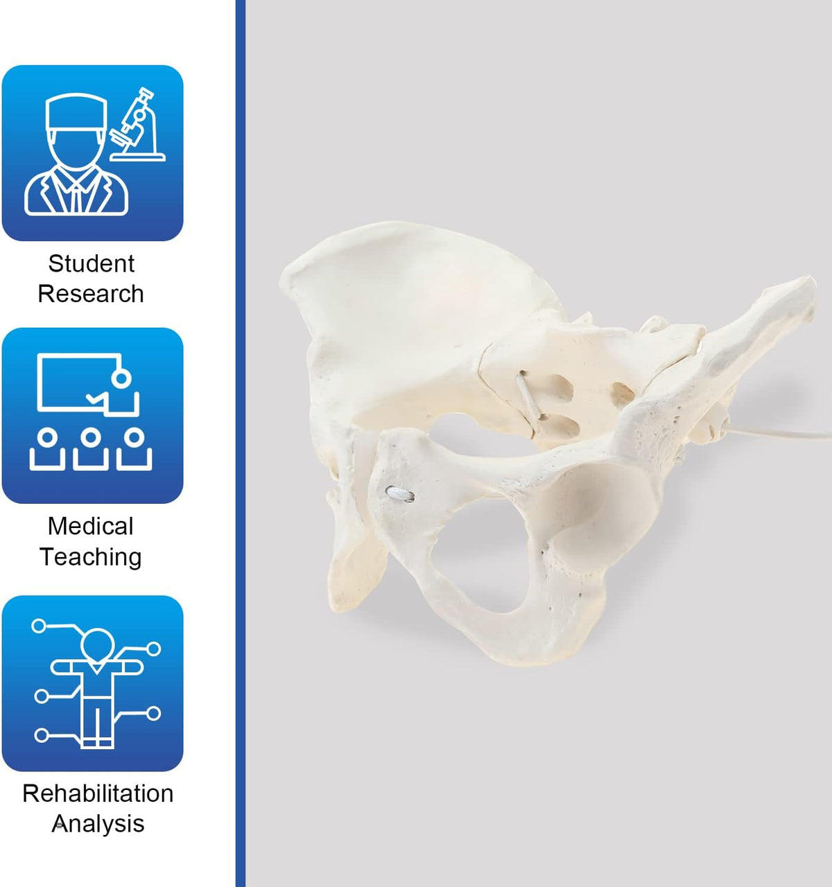 LYOU life size pelvis model side angle structure