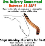 Premium USA imported large superworms being fed to a reptile with feeding tongs