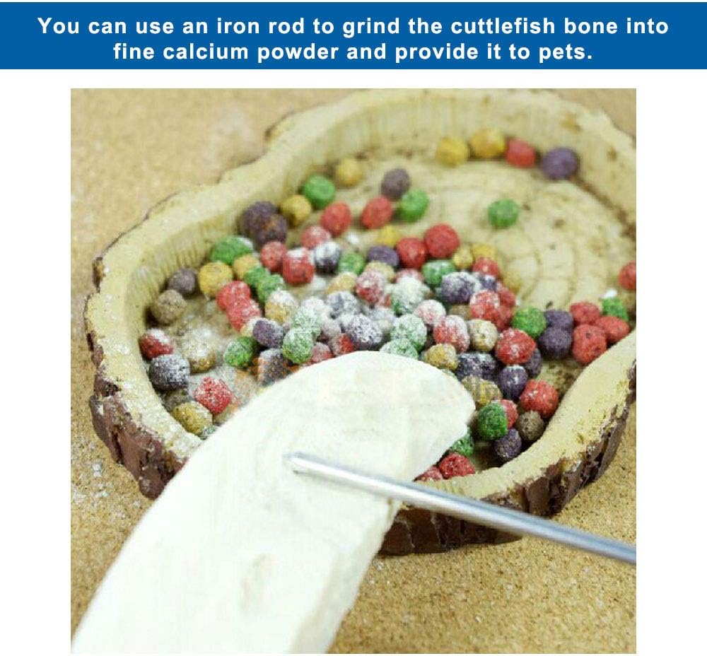 Premium calcium supplement powder being scraped from a genuine cuttlebone.