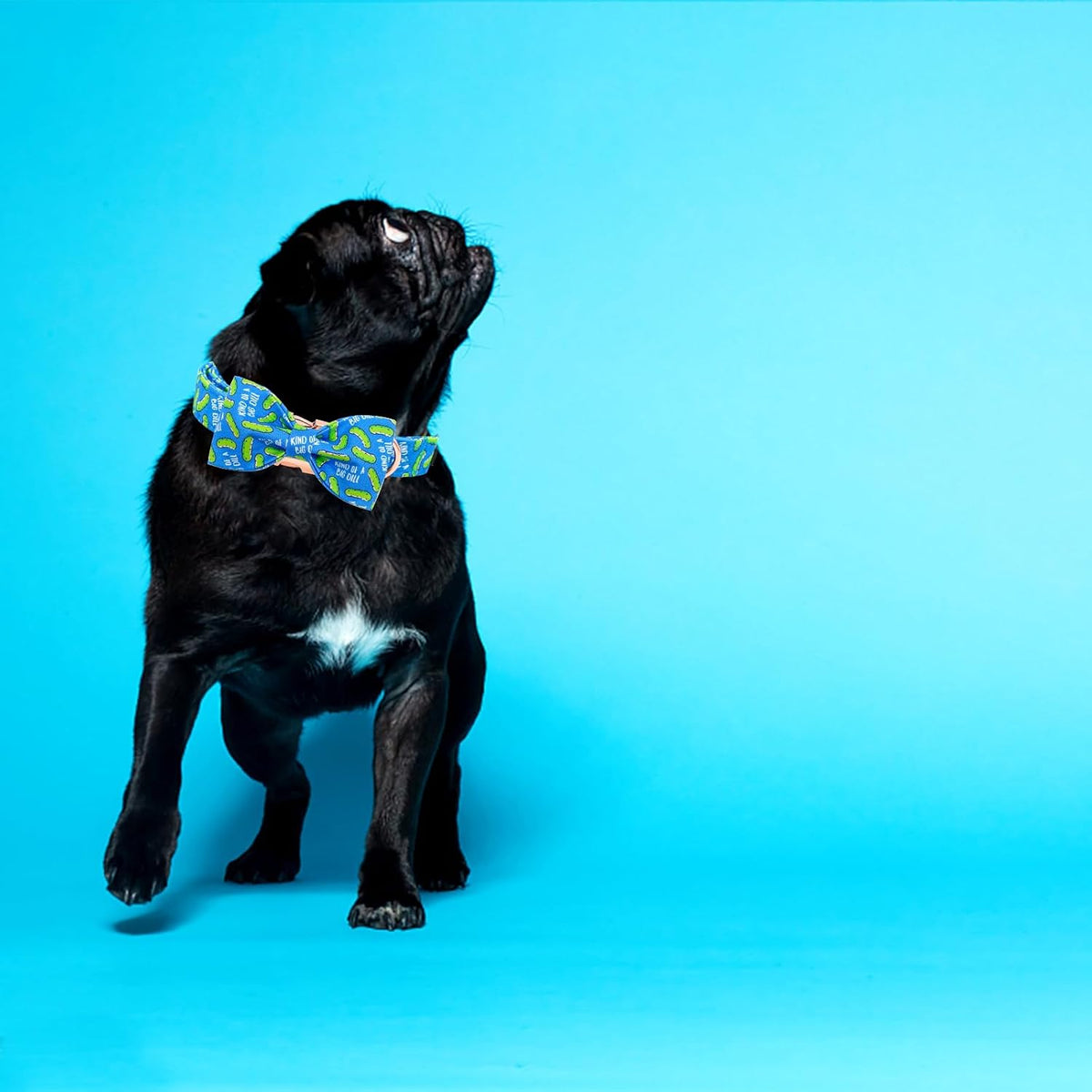 Medium size Elegant Little Tail pet collar adjusted for length comparison