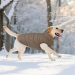 Asenku windproof dog coat displayed for large breeds