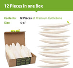 Sepia King pure cuttlefish bone for birds and reptiles showing soft texturized side