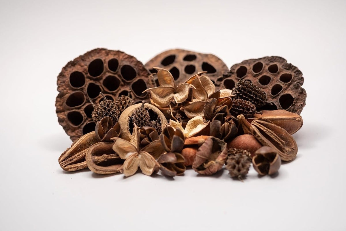 Dried lotus seed pods and cones for shrimp tank decoration