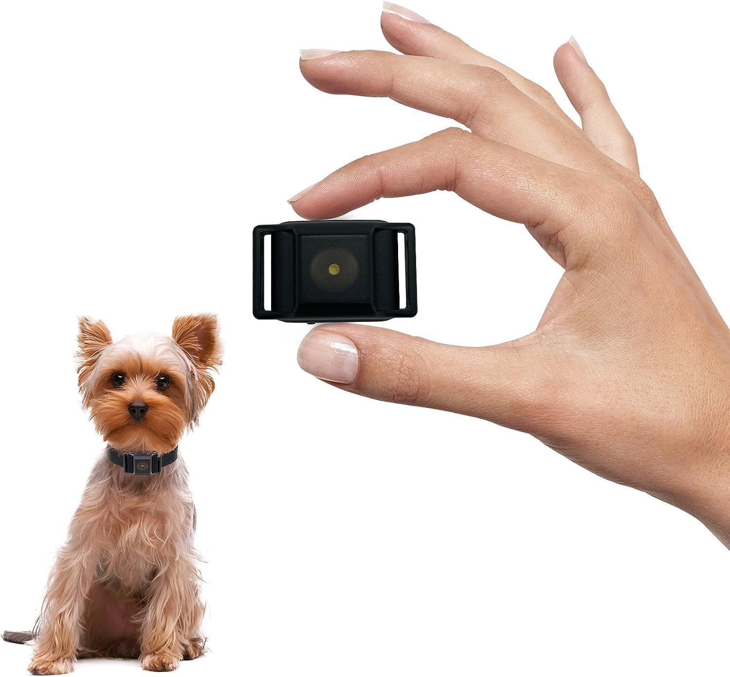 Guidoy tiniest bark collar for small dogs black color front view