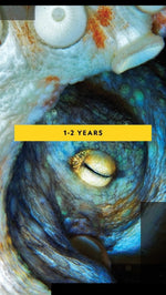 Secrets of the Octopus - Image 3