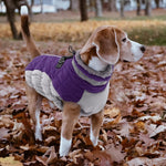 LeLePet cold weather dog coat featuring reflective neckline strip