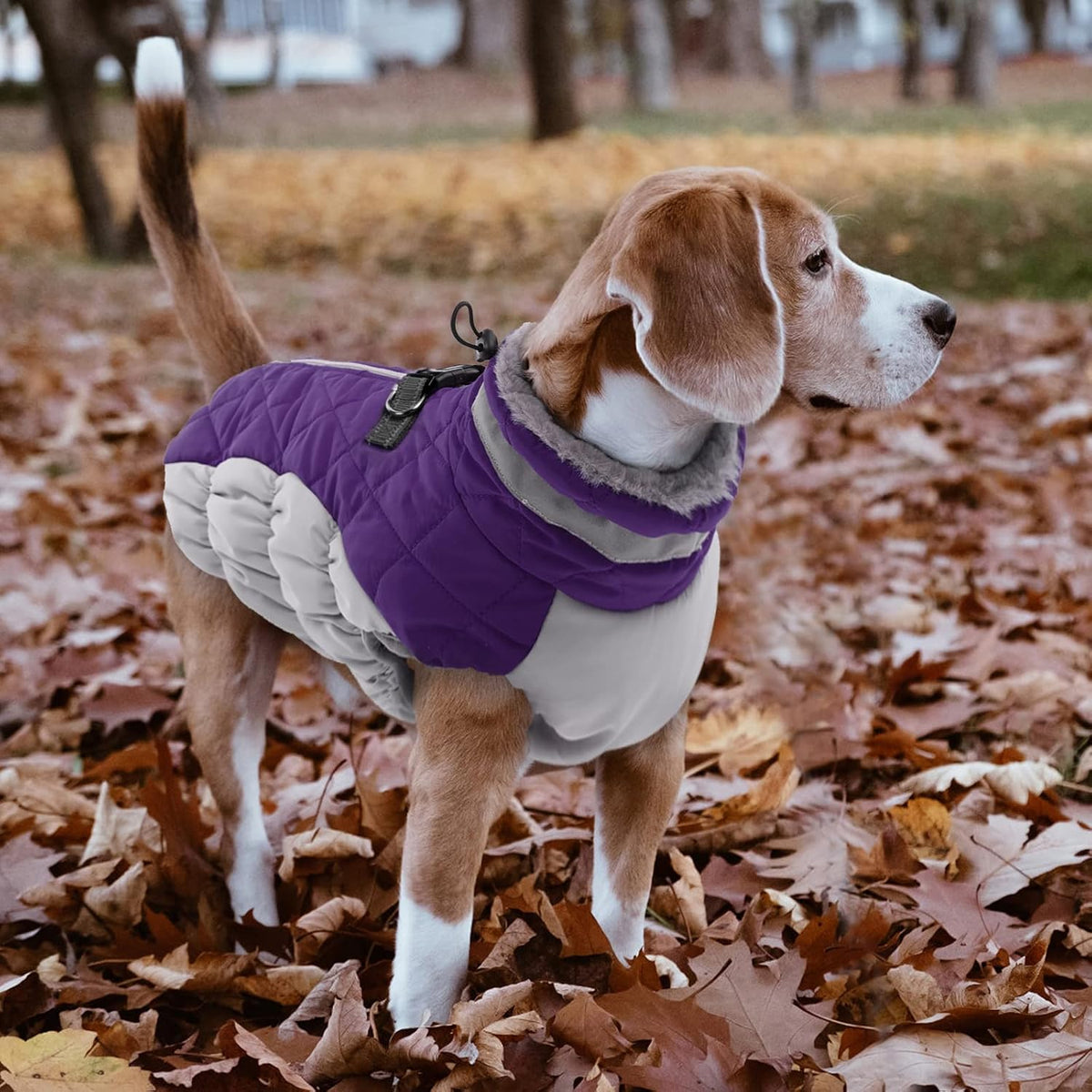 LeLePet cold weather dog coat featuring reflective neckline strip