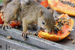 Exotic Nutrition pure papaya treats placed inside a small animal foraging toy for mental stimulation.