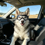 German Shepherd wearing NAMSAN dog sunglasses outdoors