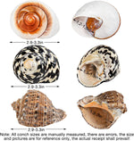 Close up of natural hermit crab shell opening for growth