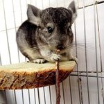 Healthy dental chew toys for chinchillas and hamsters showing fifteen centimeter long stems