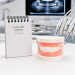 Zenfun life size adult teeth model top view