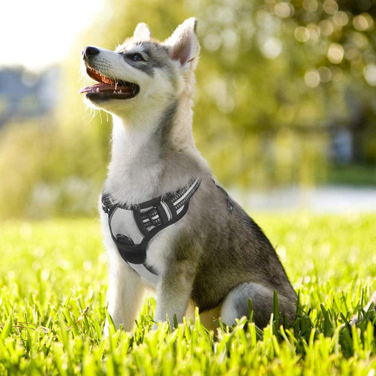 Rabbitgoo gray dog harness packaged for delivery