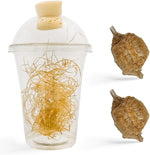 Generic praying mantis ootheca egg case hatching kit front view showing two egg cases and transparent cup for stem education