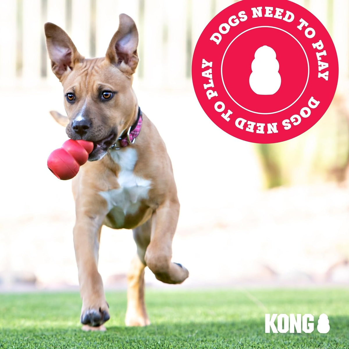 Kong Extreme Ball next to packaging showing size