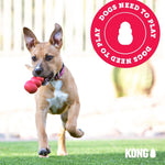 Authentic KONG interactive tug of war toy close up.
