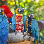 Superfindings protective bird flight suits packaging set for clean home pet interaction.