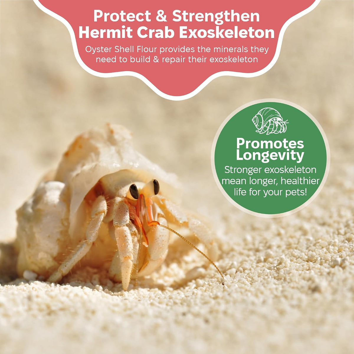 Hermit crab eating natural oyster shell supplement