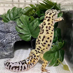 Artificial Monstera plant inside a chameleon terrarium setting