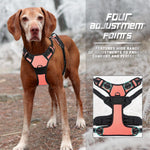 Dog wearing pink no pull harness during outdoor walking session