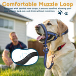 Dog wearing Barkless adjustable head collar on a walk