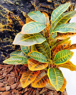 Keruideng terrarium plant with weighted base visible.