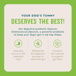 Live Enterococcus faecium probiotic powder for dog diarrhea relief
