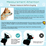 Small Chihuahua wearing Didopet clear recovery collar