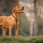 Heavy duty braided rope dog leash with genuine leather connection detailing.