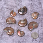 Justinstones ammonite fossil showing spiral detail and texture