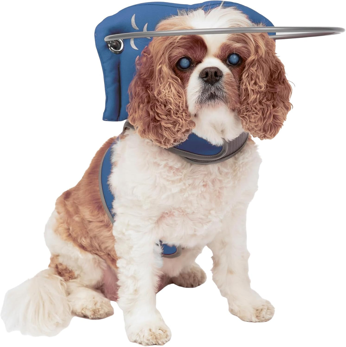 Muffin's Halo(R) - The Original Blind Dog Halo | Harness & Bumper Collar Accessory for Safe Navigation & Confidence - Black, Size 7 - Image 15