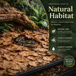 Bioactive terrarium bedding featuring MAQIHAN oak leaves with isopods foraging