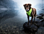 Imported dog harness featuring secure metal leash attachment ring