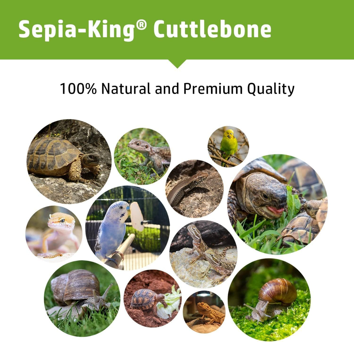 Authentic USA imported Sepia King cuttlebone showing thickness and premium texture