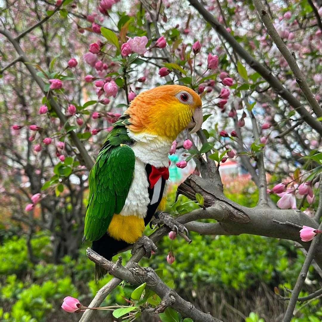 Magnoloran cockatiel flight suit attached to eighty inch training leash