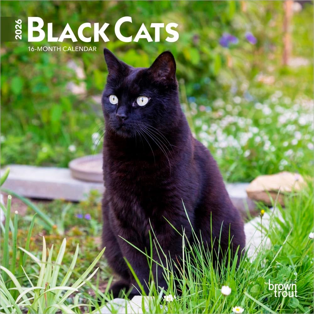 Black Cats | 2026 7 x 14 Inch (Hanging) Monthly Mini Wall Calendar | BrownTrout | Animals Feline Pets - Image 1