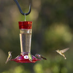 More Birds 10 fluid ounce hummingbird feeder hanging outdoors