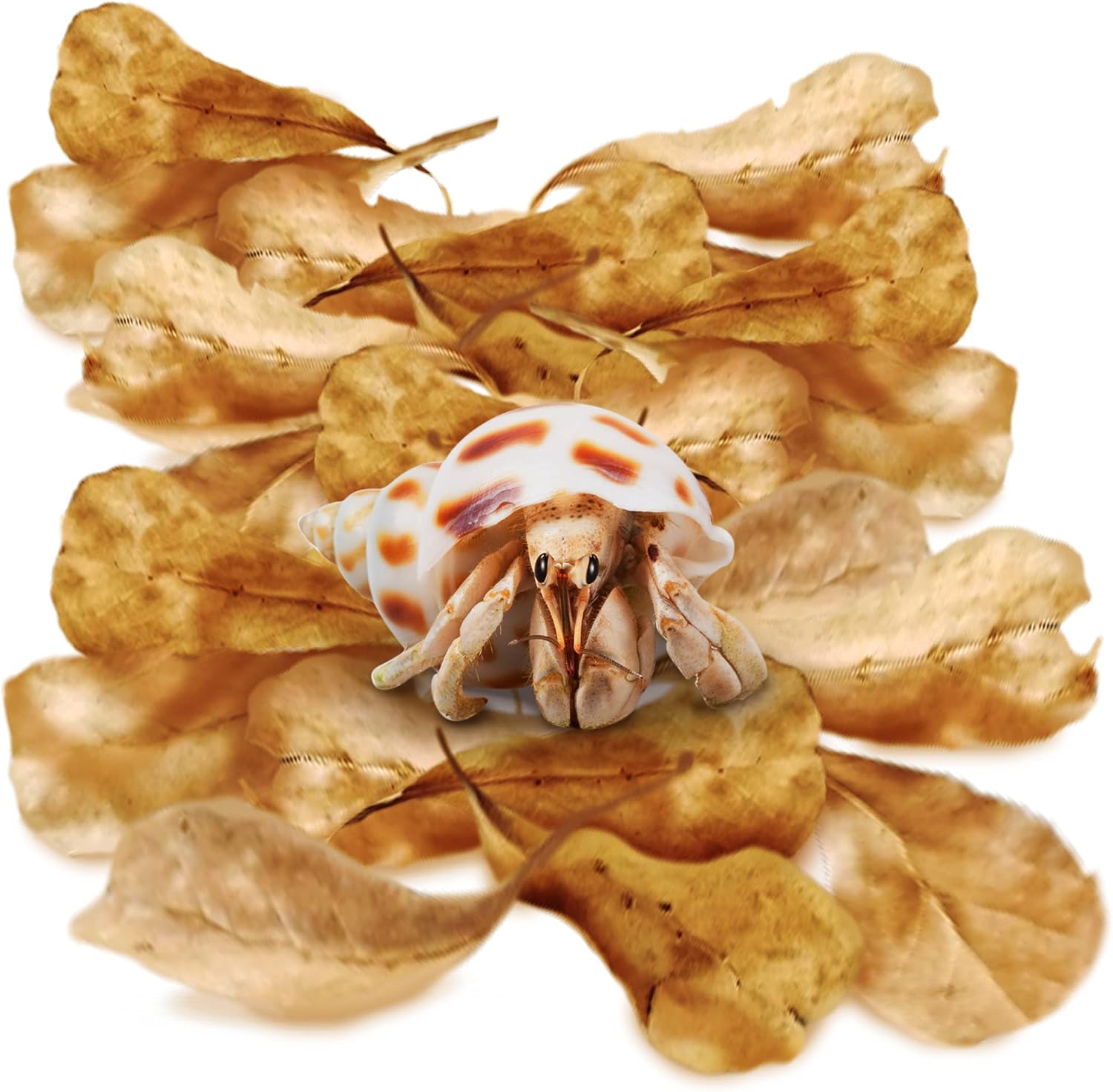 SunGrow Hermit Crab Catappa Indian Almond Leaves front packaging view for terrarium care.