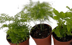 Three assorted miniature ferns in two inch pots for fairy garden