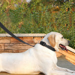Reflective dog lead for medium dogs night safety visibility