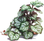 Woyrise artificial saxifrage reptile plant front view for terrarium decor