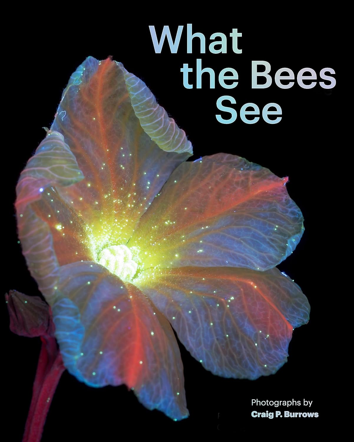 What the Bees See: A Honeybee's Eye View of the World - Image 1