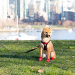 Durable woven binding detail on RC Pet dog harness