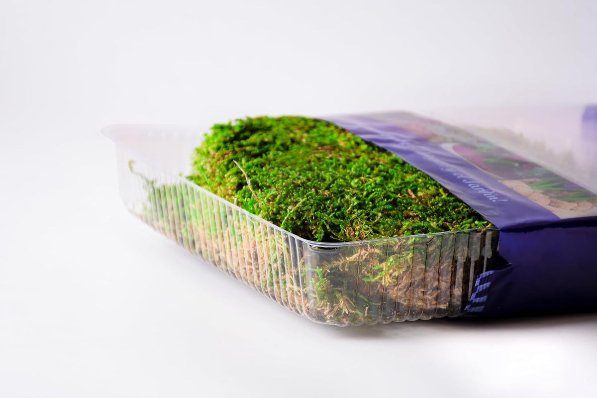 SuperMoss Preserved Sheet Moss Fresh Green arranged inside a glass terrarium container