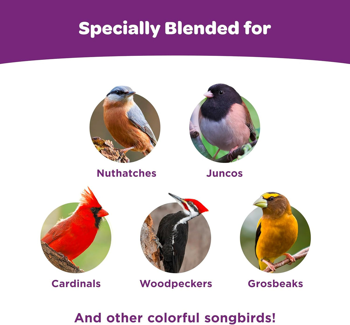 Top view of Kaytee bird seed mixture ingredients