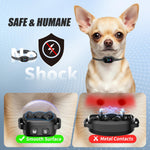 Small dog wearing Yjwfhpu humane vibration bark collar