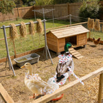 Vyloky poultry nappy clothing set being adjusted for a medium-sized pet duck.